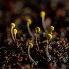 Physarum viride thumbnail 2