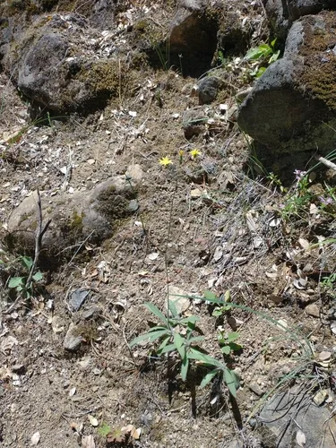 Greene's hawkweed
