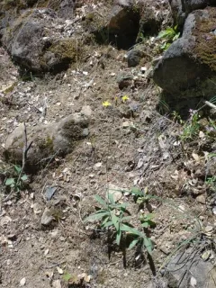 Greene's hawkweed thumbnail 1