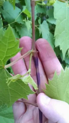 Grape Cane Gallmaker thumbnail 3