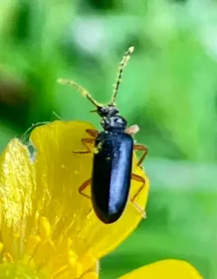 Pedilus elegans thumbnail 4