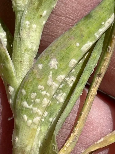 Goatsbeard white rust