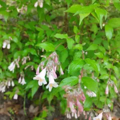 Beauty Bush thumbnail 4