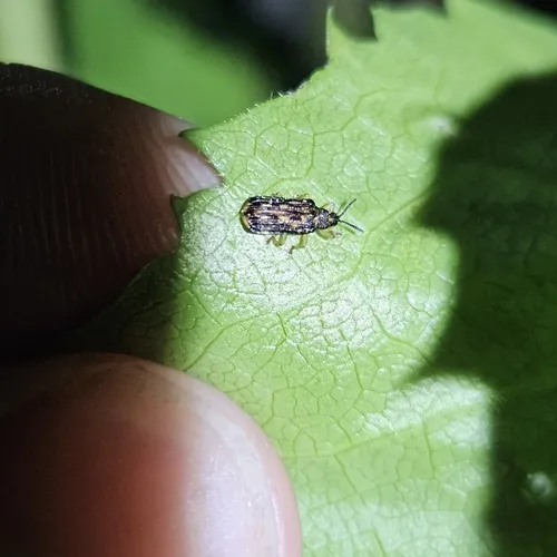 Sumitrosis inaequalis
