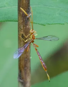 Grotea anguina thumbnail 2