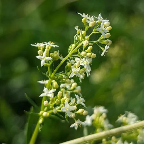 white bedstraw