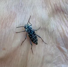 Xylotrechus integer thumbnail 4