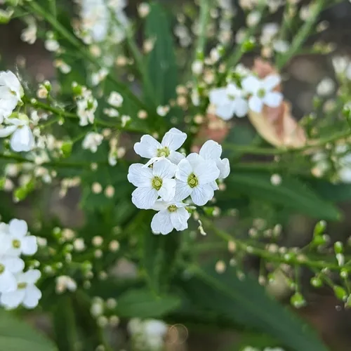 Horseradish