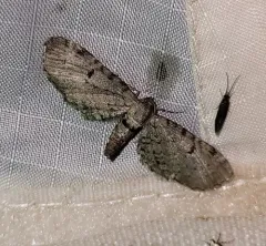 Eupithecia indistincta thumbnail 3