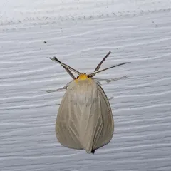 Oregon Cycnia Moth thumbnail 4