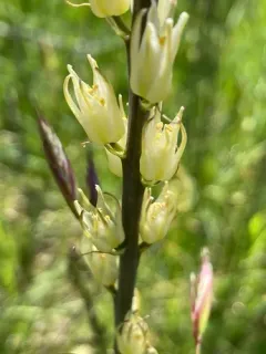 Large-flowered Rushlily thumbnail 2