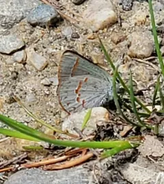 Early Hairstreak thumbnail 2