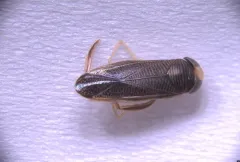 Sigara alternata thumbnail 2