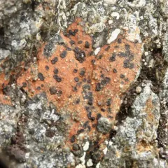 Rusty-rock Lichen thumbnail 4