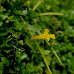 michigan monkey flower thumbnail 1