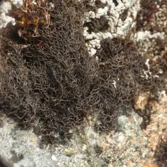 Fine Rockwool Lichen thumbnail 3