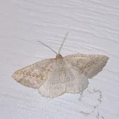 Pale Alder Moth thumbnail 3