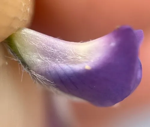 Lupinus holosericeus