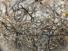 Tundra Horsehair Lichen thumbnail 2