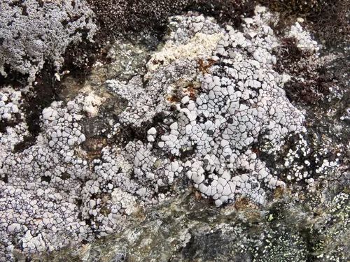 Elegant Cobble Lichen