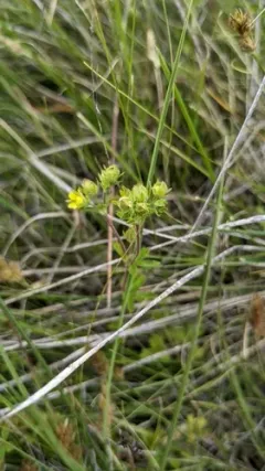 biennial cinquefoil thumbnail 2