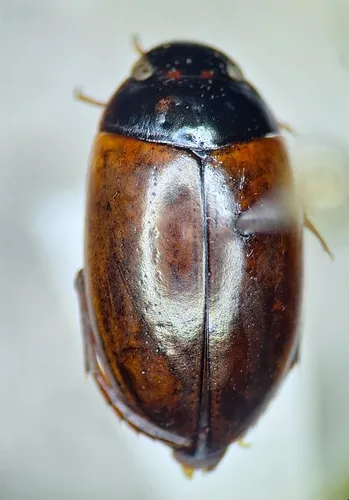 Agabus phaeopterus