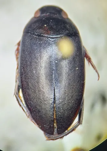 Agabus leptapsis