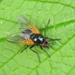 Mesembrina latreillii thumbnail 4