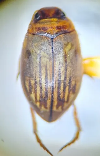 Hygrotus tumidiventris