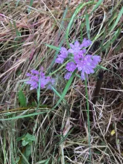 oneleaf onion thumbnail 4