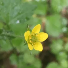 Wood Avens thumbnail 2