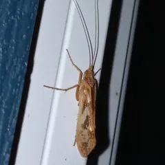 Diamond Northern Caddisfly thumbnail 3