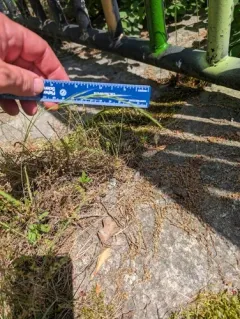rattail sixweeks grass thumbnail 3