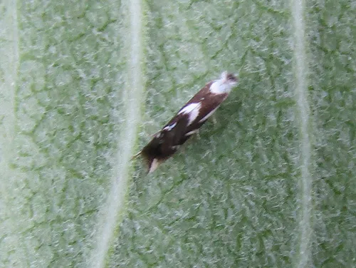 Bucculatrix cuneigera