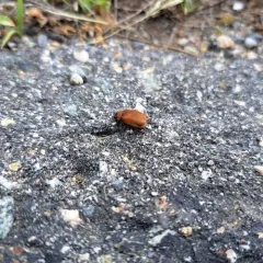 Nipponoserica peregrina thumbnail 4