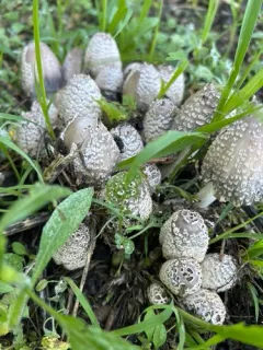Coprinopsis strossmayeri thumbnail 2