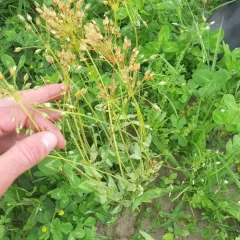 Jagged Chickweed thumbnail 2