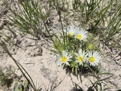 Largeflower Ground-Daisy thumbnail 3