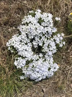 Missoula Phlox thumbnail 4
