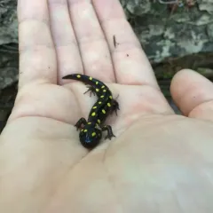 Spotted Salamander thumbnail 6