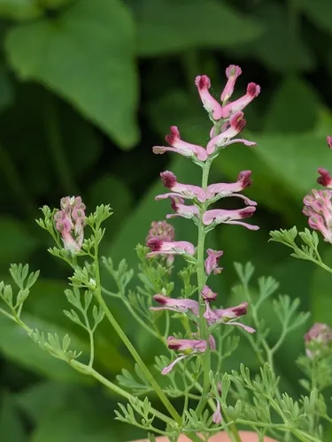 Fumaria wirtgenii