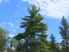 eastern white pine thumbnail 1