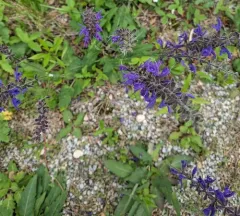 Meadow Sage thumbnail 3