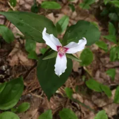 painted trillium thumbnail 3