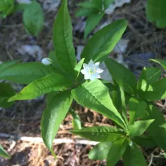 northern starflower thumbnail 6