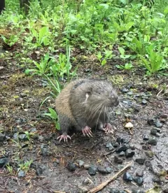 Mountain Beaver thumbnail 4