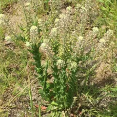 field peppergrass thumbnail 2