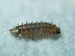Bristly Millipede thumbnail 2