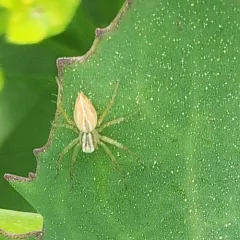 Striped Lynx Spider thumbnail 2