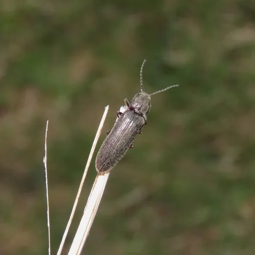 Cylindrical Click Beetle
